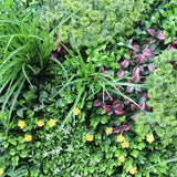 NNEDSZ Fern Vertical Garden Green Wall UV Resistant 100cm x 100cm
