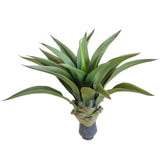 NNEDSZ Agave 50cm No Pot