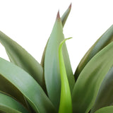 NNEDSZ Agave 50cm No Pot